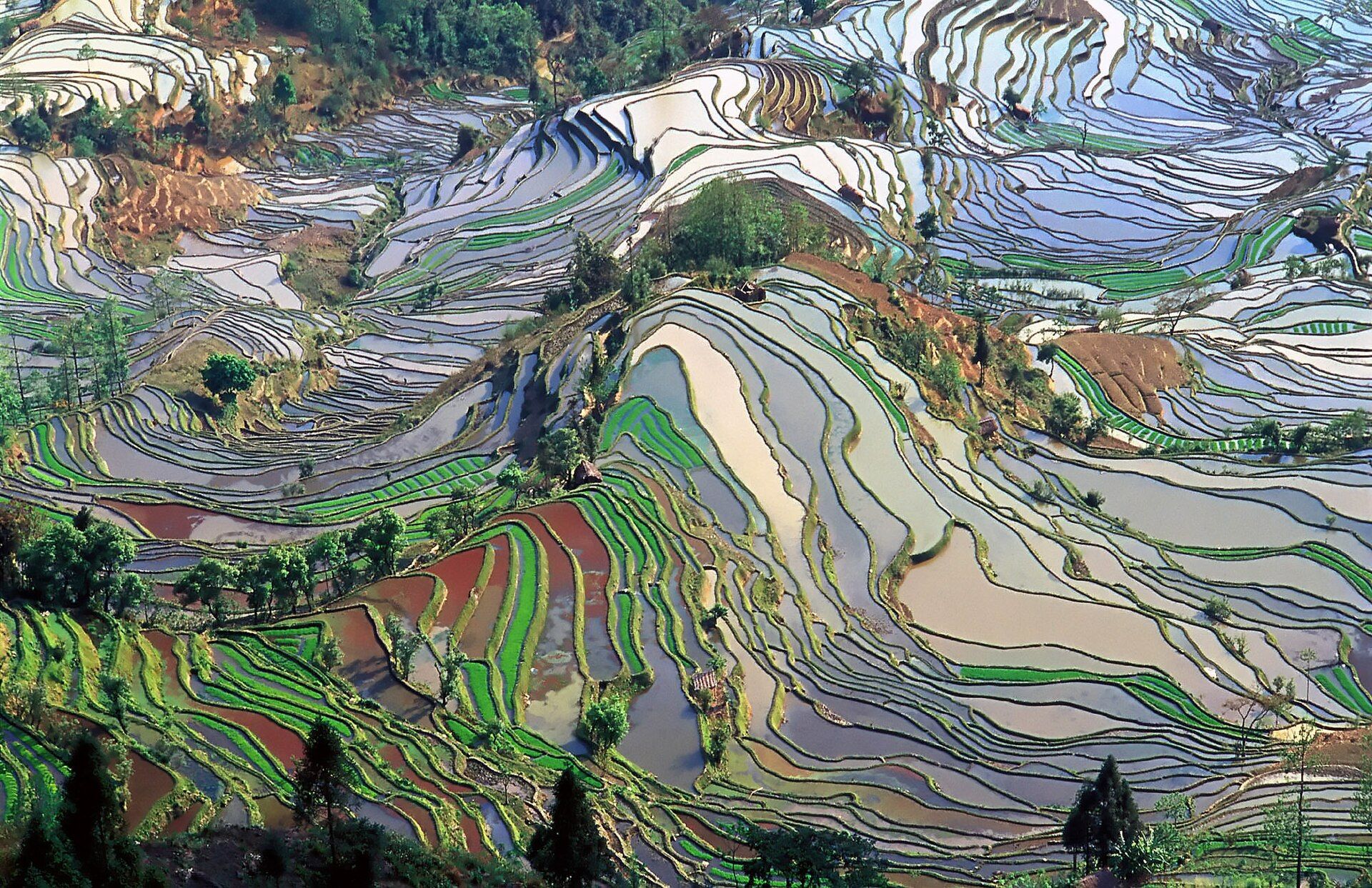 Yuanyang Rice Terraces, Yuanyang County, Honghe, Yunnan, China